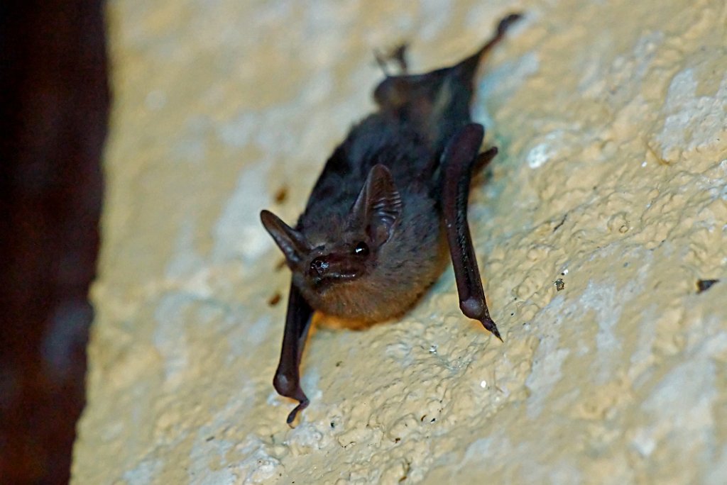 Greater White-lined Bat [1374] 22-mrt-2014 (Hacienda Solimar, Rio Tempisque).JPG - Tweestrepige Zakvleermuis [Saccopteryx bilineata]