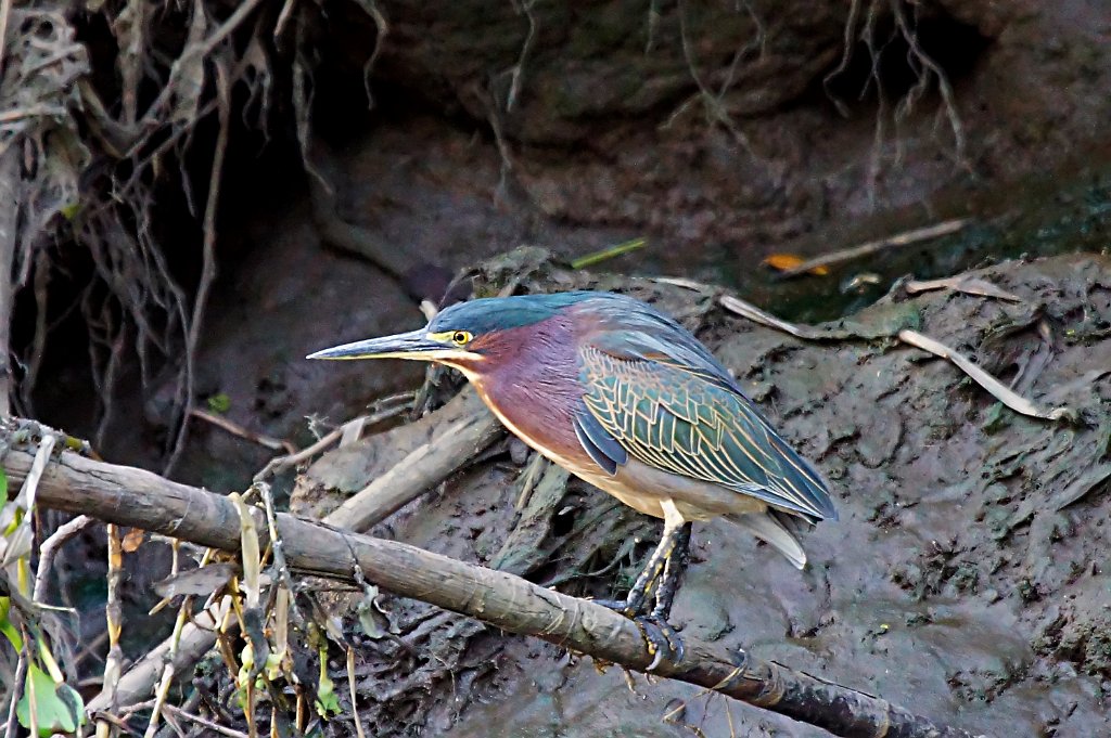 Green Heron [1455] 22-mrt-2014 (Taboga).JPG - Groene Reiger [Butorides virescens]