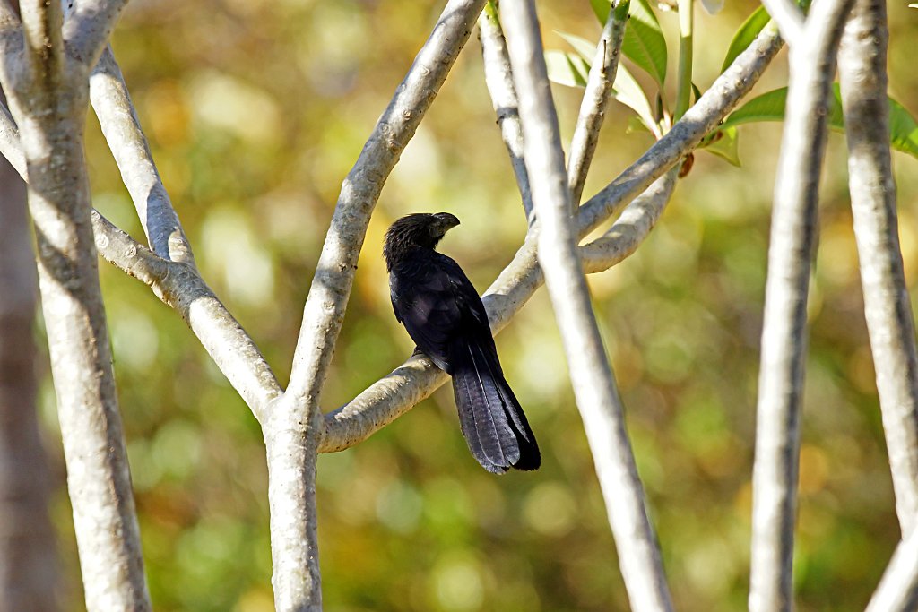 Groove-billed Ani [1306] 22-mrt-2014 (Hacienda Solimar, Rio Tempisque).JPG - Groefsnavelani [Crotophaga sulcirostris]
