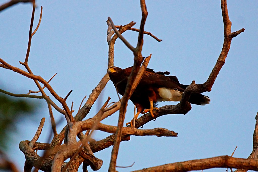 Harris`s Hawk [1473] 22-mrt-2014 (Taboga).JPG - Woestijnbuizerd [Parabuteo unicinctus]