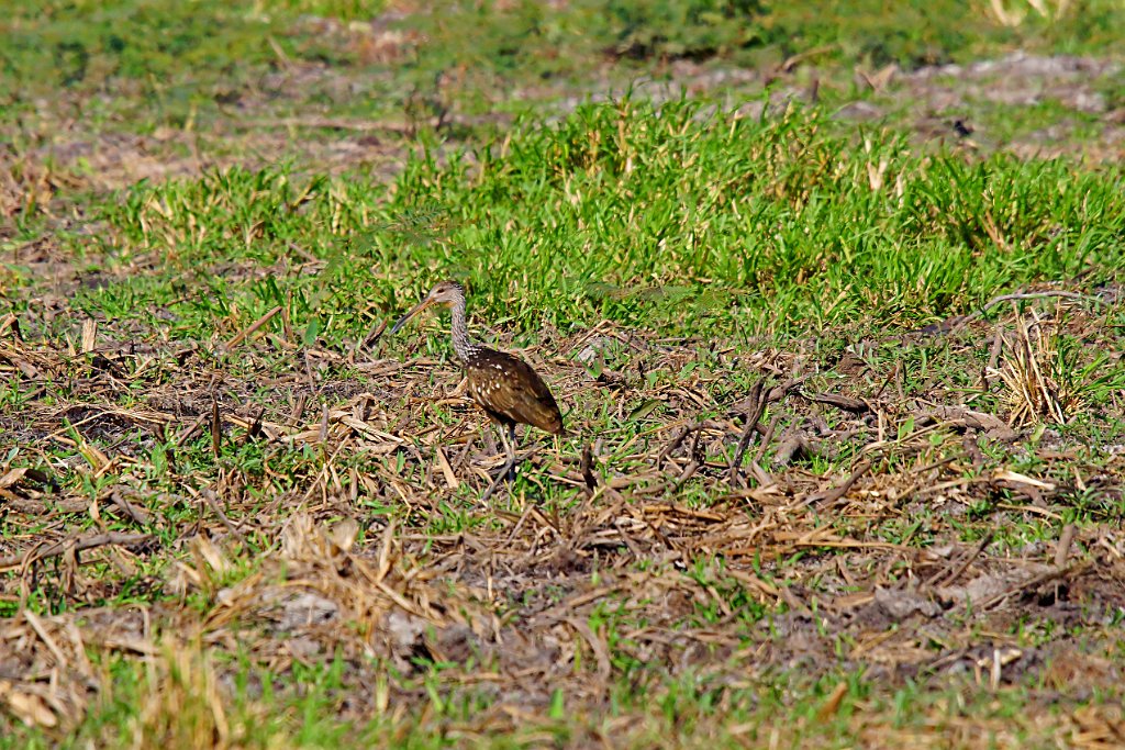 Limpkin [1386] 22-mrt-2014 (Taboga).JPG - Koerlan [Aramus guarauna]