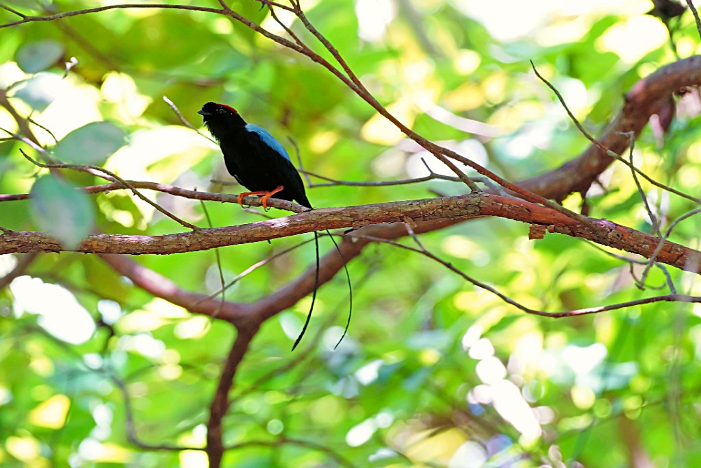 Long-tailed Manakin [1340] 22-mrt-2014 (Taboga).JPG - Langstaartmanakin [Chiroxiphia linearis]