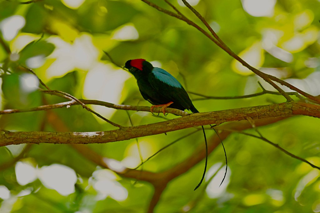 Long-tailed Manakin [1347] 22-mrt-2014 (Taboga).JPG - Langstaartmanakin [Chiroxiphia linearis]