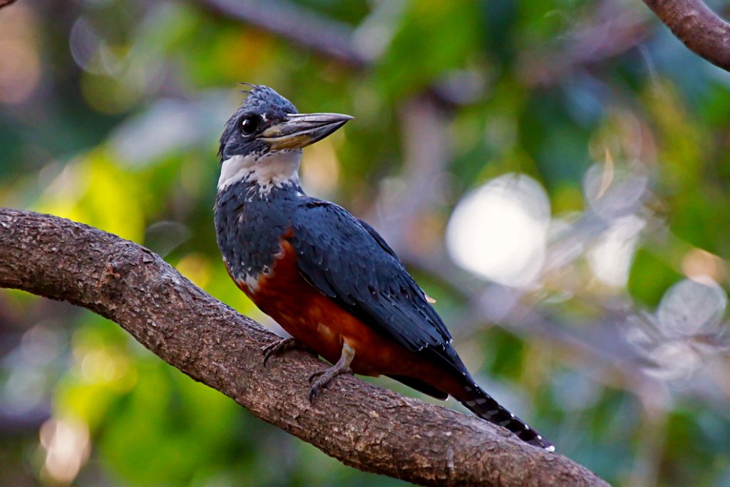 Ringed Kingfisher [1438] 22-mrt-2014 (Taboga)-F.JPG - Amerikaanse Reuzenijsvogel [Megaceryle torquata]