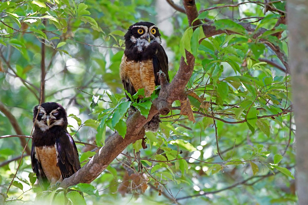 Spectacled Owl [1362] 22-mrt-2014 (Taboga).JPG - Briluil [Pulsatrix perspicillata]