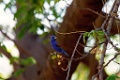 Blue Grosbeak [1313] 22-mrt-2014 (Hacienda Solimar, Rio Tempisque)