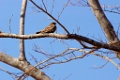 Common Nighthawk [1324] 22-mrt-2014 (Hacienda Solimar, Rio Tempisque)