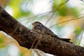 Common Nighthawk [1451] 22-mrt-2014 (Taboga)