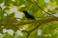 Long-tailed Manakin [1347] 22-mrt-2014 (Taboga)