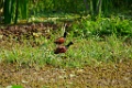 Northern Jacana [1401] 22-mrt-2014 (Taboga)