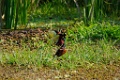 Northern Jacana [1402] 22-mrt-2014 (Taboga)