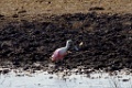 Roseate Spoonbill [1385] 22-mrt-2014 (Taboga)