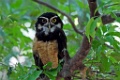 Spectacled Owl [1361] 22-mrt-2014 (Taboga)