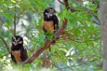 Spectacled Owl [1362] 22-mrt-2014 (Taboga)