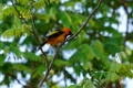 Spot-breasted Oriole [1273] 22-mrt-2014 (Hacienda Solimar, Rio Tempisque)