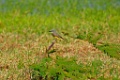 Tropical Kingbird [1406] 22-mrt-2014 (Taboga)