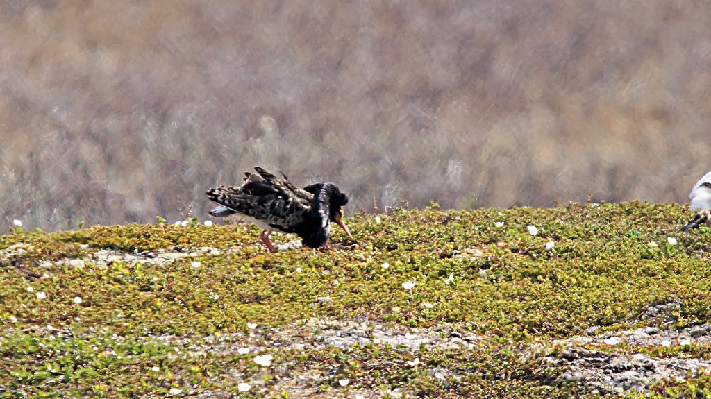 Kemphaan [0970] 02-jun-2013 (Nastejavri).jpg - Kemphaan [Philomachus pugnax]