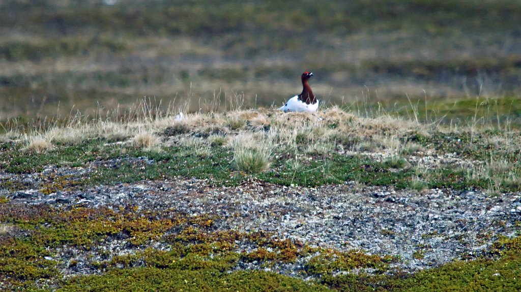 Moerassneeuwhoen [0964] 02-jun-2013 (Nastejavri).jpg - Moerassneeuwhoen [Lagopus lagopus]