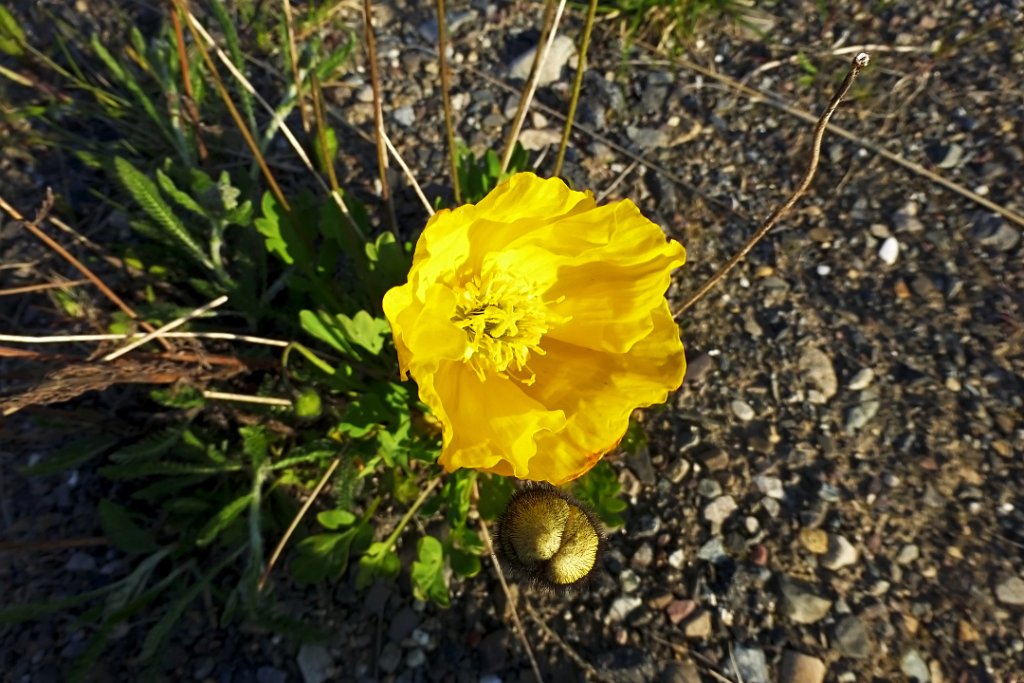 IJslandse Papaver [1379] 03-jun-2013 (Varangerfjord, Vadso).jpg - Ijslandse Papaver [Papaver croceum]