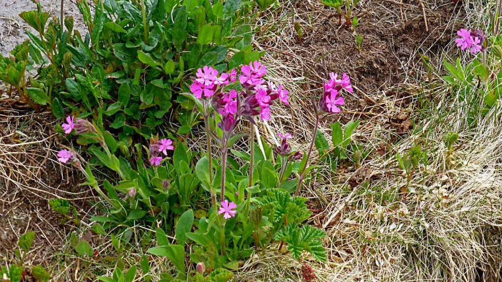 Siberian Primrose [1197] 03-jun-2013 (Varangerfjord, Hornoya).jpg - Siberian Primrose [Primula nutans]