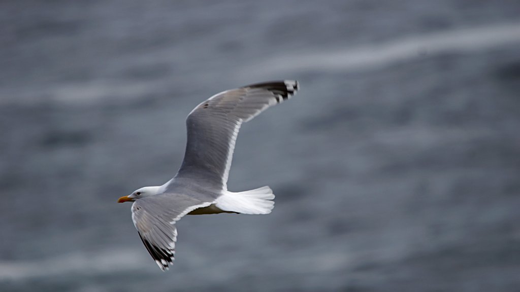 Zilvermeeuw [1214] 03-jun-2013 (Varangerfjord, Hornoya).jpg - Zilvermeeuw [Larus argentatus]