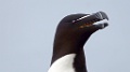 Alk [1147] 03-jun-2013 (Varangerfjord, Hornoya)
