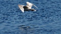 Grote Burgemeester [1340] 03-jun-2013 (Varangerfjord, Kiberg)