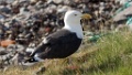 Grote Mantelmeeuw [1349] 03-jun-2013 (Varangerfjord, Kiberg)