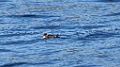 Koningseider [1251] 03-jun-2013 (Varangerfjord, Hornoya)-1e jr man