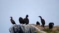 Kuifaalscholver [1109] 03-jun-2013 (Varangerfjord, Hornoya)