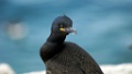 Kuifaalscholver [1139] 03-jun-2013 (Varangerfjord, Hornoya)