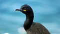 Kuifaalscholver [1140] 03-jun-2013 (Varangerfjord, Hornoya)