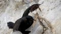 Kuifaalscholver [1240] 03-jun-2013 (Varangerfjord, Hornoya)