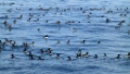 Zeekoet [1103] 03-jun-2013 (Varangerfjord, Hornoya)