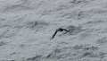 Zeekoet [1245] 03-jun-2013 (Varangerfjord, Hornoya)
