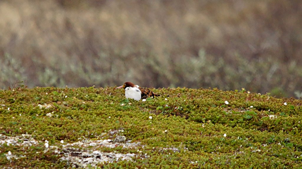 Kemphaan [1398] 04-jun-2013 (Nastejavri).jpg - Kemphaan [Philomachus pugnax]
