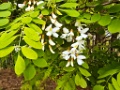 Robinia [20229] [19-mei-2025 (Lochow)