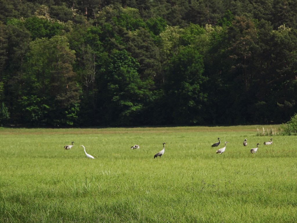 Kraanvogel [20213] 20-mei-2025 (Havellandisches Luch, Nennhausen).jpg - Kraanvogel [Grus grus]