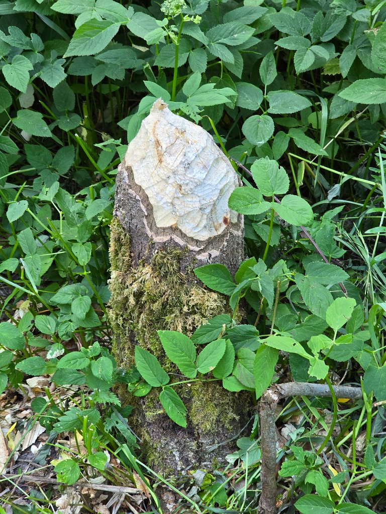 Bevervraat [20151] 21-mei-2025 (Havelsee, Bruderhof).jpg - Bevervraat