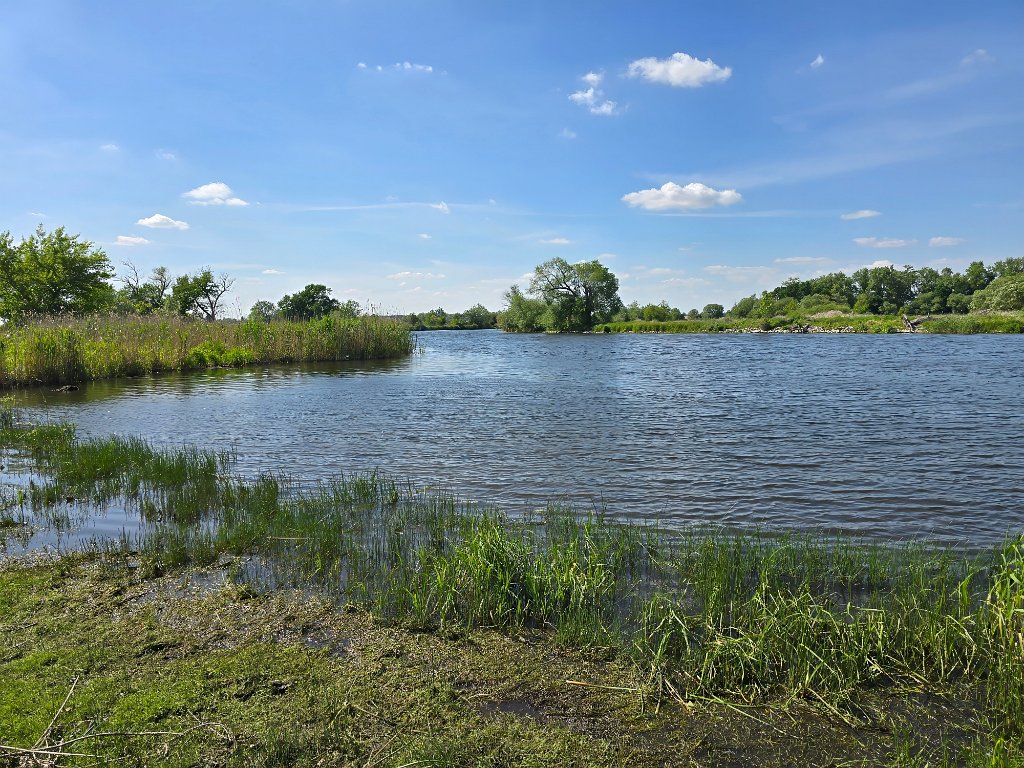Havel [20155] 21-mei-2025 (Schollene).jpg - Havel
