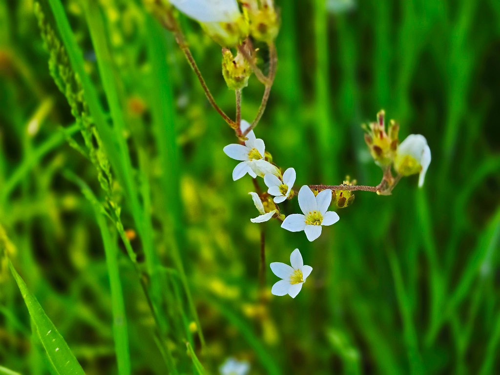 Knolsteenbreek [20208] 21-mei-2025 (Havel, Seeblick).jpg - Knolsteenbreek [Saxifraga granulata]