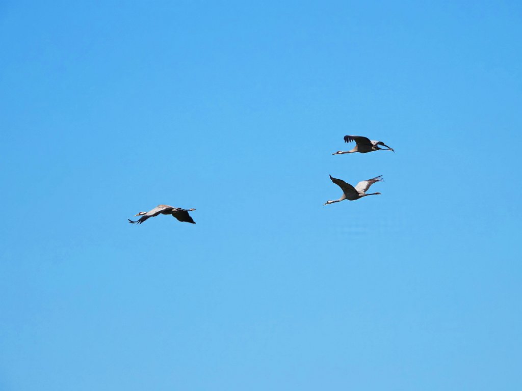 Kraanvogel [20214] 21-mei-2025 (Havelsee, Bruderhof)_IK.jpg - Kraanvogel [Grus grus]
