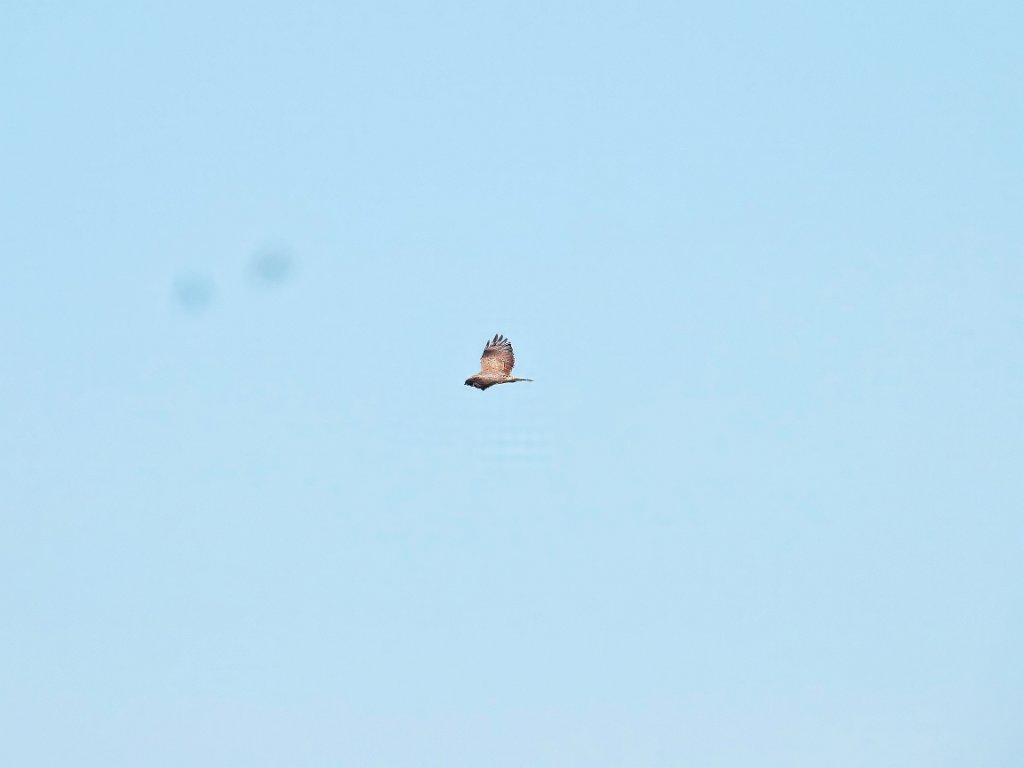 Ruigpootbuizerd [20230] 21-mei-2025 (Havel, Seeblick).jpg - Ruigpootbuizerd [Buteo lagopus]