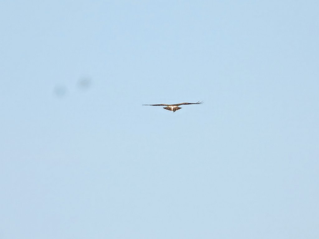 Ruigpootbuizerd [20231] 21-mei-2025 (Havel, Seeblick).jpg - Ruigpootbuizerd [Buteo lagopus]