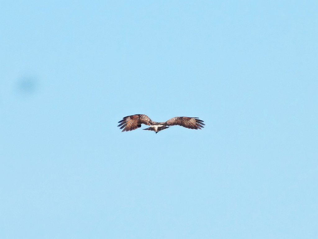 Ruigpootbuizerd [20232] 21-mei-2025 (Havel, Seeblick).jpg - Ruigpootbuizerd [Buteo lagopus]