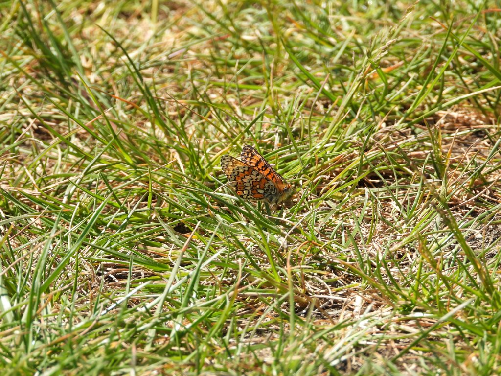 Veldparelmoervlinder [00305] 21-mei-2025 (Havelaue).jpg - Veldparelmoervlinder [Melitaea cinxia]