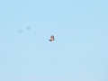 Ruigpootbuizerd [20230] 21-mei-2025 (Havel, Seeblick)