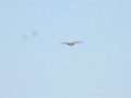 Ruigpootbuizerd [20231] 21-mei-2025 (Havel, Seeblick)