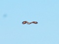 Ruigpootbuizerd [20232] 21-mei-2025 (Havel, Seeblick)