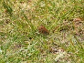 Veldparelmoervlinder [00305] 21-mei-2025 (Havelaue)